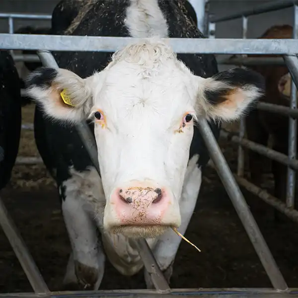 Animal Farming Industry | Clean-Link Air Filters and Filtration