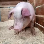 air filtration in pig/swine farming industry